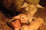 Lambing 2 out of 3