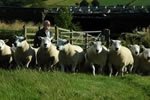Shearling Tups
