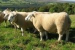 Shearling Rams